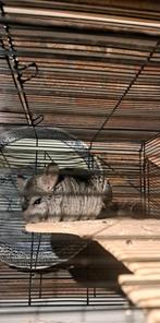 Gratis chinchilla  met kot en eten, Dieren en Toebehoren, Chinchilla