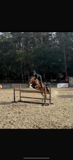 Drachtig springpaard te koop, Animaux & Accessoires, Chevaux, Jument, Z, Cheval de saut