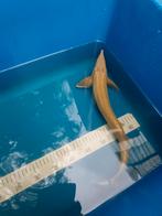Albino steur 40 cm, Dieren en Toebehoren, Steur
