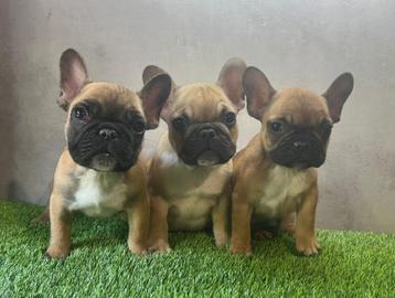 Franse Bulldog pups bij ons thuis geboren beschikbaar voor biedingen