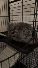 Chinchillas + kooi, Dieren en Toebehoren, Knaagdieren, September, Vrouwelijk, Chinchilla