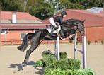 Springpaard gezocht, Jument, Cheval de saut