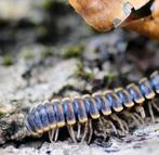 Coromus diaphorus nakweek, Dieren en Toebehoren, Insecten en Spinnen