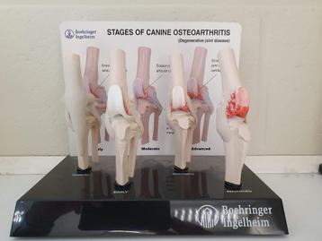 Anatomisch modellen knie hond, Enlèvement, Neuf