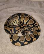 Reptile python Regius, Enlèvement