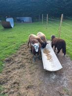 Moutons à vendre