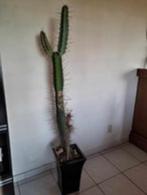 cactus, Huis en Inrichting, Kamerplanten, Cactus, Ophalen
