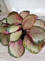 Calathea, Huis en Inrichting, Kamerplanten, Ophalen