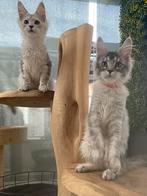 Maine coon, Dieren en Toebehoren, Poes, Gechipt, 0 tot 2 jaar