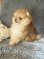 Pomeranian reutjes, Dieren en Toebehoren, België, Keeshond, Reu, CDV (hondenziekte)