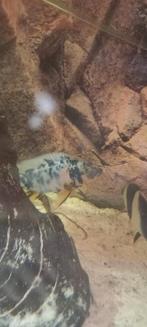 2 malawi's, Dieren en Toebehoren, Vissen | Aquariumvissen