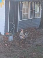 Haan, Dieren en Toebehoren, Pluimvee, Mannelijk, Kip