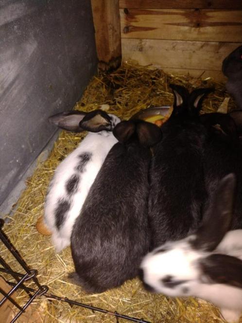 konijnen, Dieren en Toebehoren, Konijnen