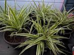 Allerhande kamerplanten aan 5€/st, Enlèvement, En pot