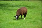 Zwartbles dekram, Animaux & Accessoires, Moutons, Chèvres & Cochons, Mâle, Mouton, 0 à 2 ans