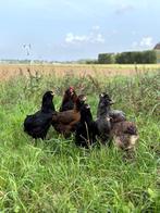 prachtige jonge araucana kippen te koop gesekst en ingeënt, Poule ou poulet, Femelle