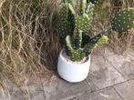 Grote imitatie cactus 75cm, Ophalen of Verzenden, Cactus, In pot, 100 tot 150 cm