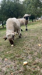Drie Walliser Schwarznase ooien te koop, Dieren en Toebehoren, Vrouwelijk, Schaap, 3 tot 5 jaar