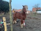 trekpaard, Dieren en Toebehoren, Paarden, Gechipt, M, Hengst, 3 tot 6 jaar