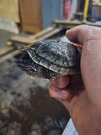 2 Muskus schildpad vrouwen, Dieren en Toebehoren, Schildpad