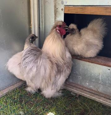 2x Trio Zijdehoen kriel parelgrijs, Plusieurs animaux, Poule ou poulet