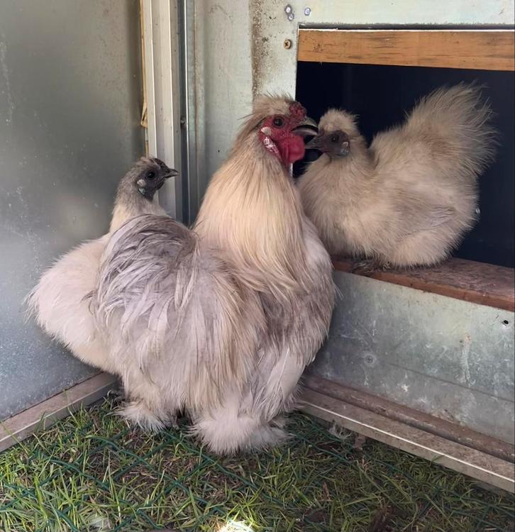 2x Trio Zijdehoen kriel parelgrijs, Dieren en Toebehoren, Pluimvee, Kip, Meerdere dieren