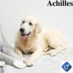 Artus & Achilles, Belgische Golden Retriever reutjes te koop, CDV (hondenziekte), Meerdere, Golden retriever, België