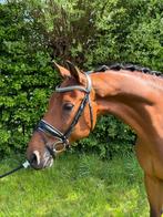 7 jarige ruin ferdinand x montecristo, Dieren en Toebehoren, Ophalen of Verzenden