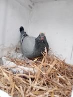 Jonge duif !!!!!!!, Dieren en Toebehoren, Postduif