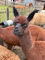 Alpaca merrie cria, Dieren en Toebehoren, Juli, Vrouwelijk