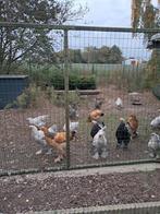 Prachtige brachma hanen van dit jaar, Dieren en Toebehoren, Vogels | Overige Vogels