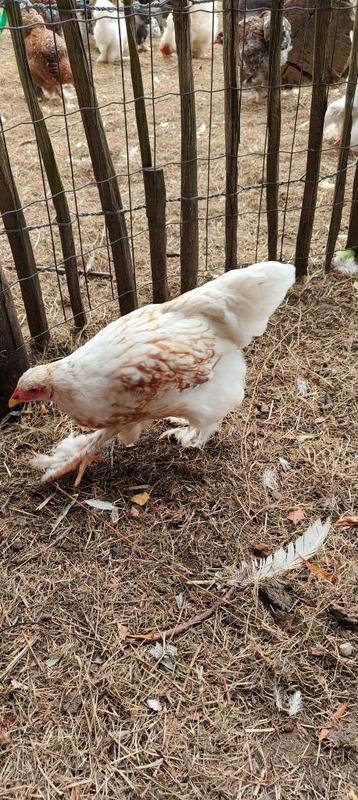 3 Brahma hennen beschikbaar voor biedingen