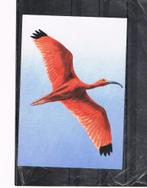 NEDERLAND:BELEEF DE NATUUR-RODE IBIS, Collections, Cartes postales | Animaux, Enlèvement ou Envoi, Oiseaux