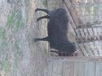 Schaap, Dieren en Toebehoren, Schapen, Geiten en Varkens, Vrouwelijk, Schaap