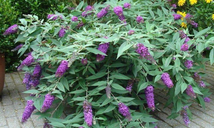 Buddljeja Davidii — buisson aux papillons, Jardin & Terrasse, Plantes | Jardin, Plante fixe, Autres espèces, Mi-ombre, Été, Enlèvement