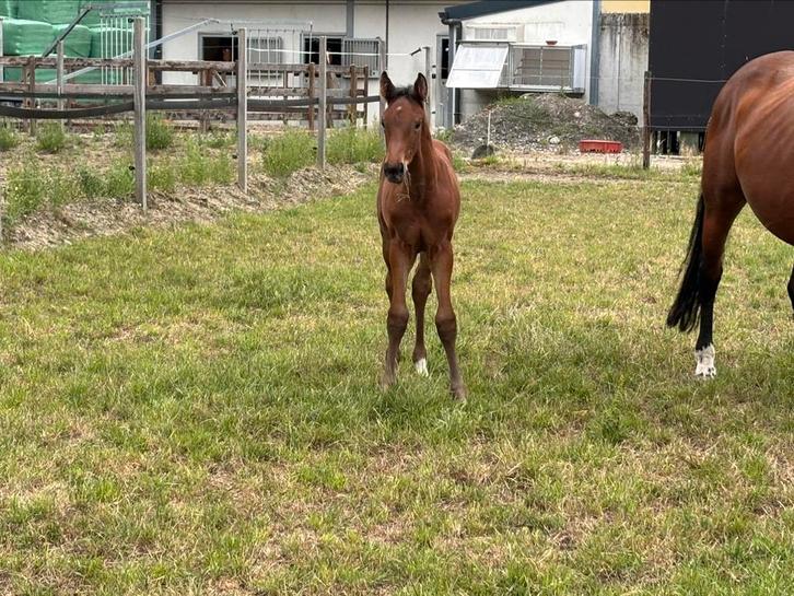 Heel goede fokmerrie wegens stopzetting, Dieren en Toebehoren, Paarden, Merrie