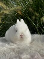 Kleurdwerg wit roodoog, Dieren en Toebehoren, Konijnen, Meerdere dieren, Dwerg, 0 tot 2 jaar