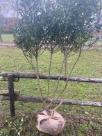 Meerstammige ilex bleu prince, Tuin en Terras, Ophalen