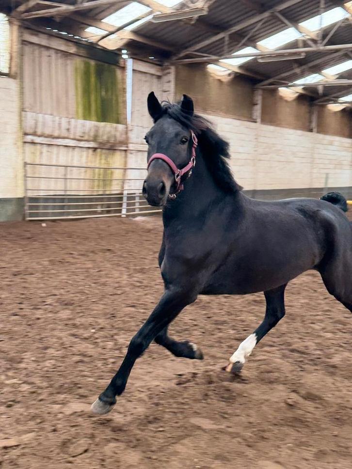 Problemen of andere vragen over u paard, Dieren en Toebehoren, Paarden