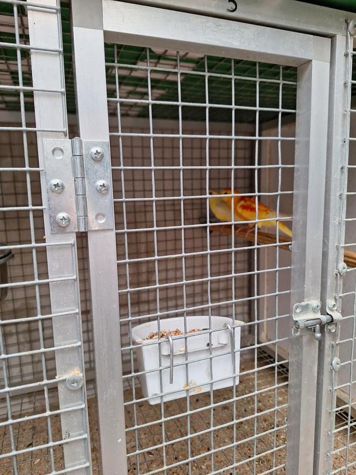 Roodruggen en roze bourkes, Dieren en Toebehoren, Vogels | Kanaries, Meerdere dieren