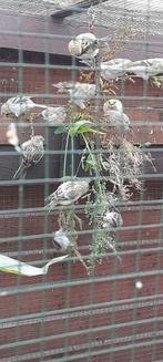 Witstuitbarmsijs, Dieren en Toebehoren, Vogels | Overige Vogels