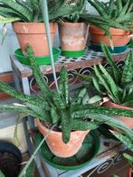 Vetplanten gasteria, Ophalen