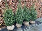 ILEX CRENATA, Jardin & Terrasse, Plantes | Arbustes & Haies, Enlèvement