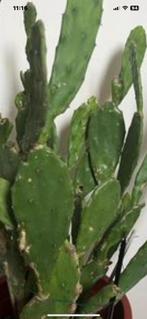 Cactus variétés, Maison & Meubles, Plantes d'intérieur, Cactus, Enlèvement