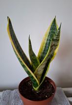 Sansevieria 30 cm, Huis en Inrichting, Kamerplanten, Ophalen