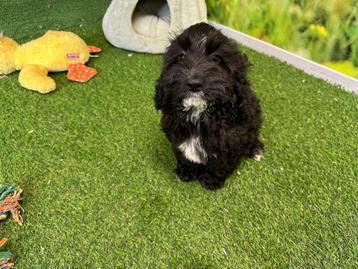 Nestje zwarte Cockapoo pups