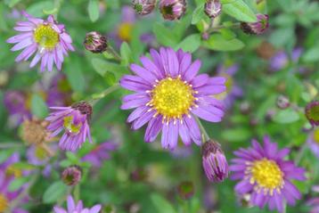 aster ageratoides ezo murasaki beschikbaar voor biedingen