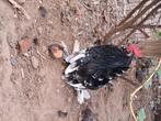 Ukkelse baardkriel haantje, Dieren en Toebehoren, Pluimvee, Mannelijk, Kip