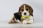 Beagle pups - Belgisch Beagle fokker, Dieren en Toebehoren, Meerdere, 8 tot 15 weken, Meerdere dieren, België