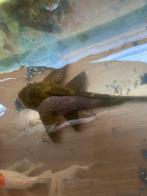 2 panter Pleco te koop, Vis